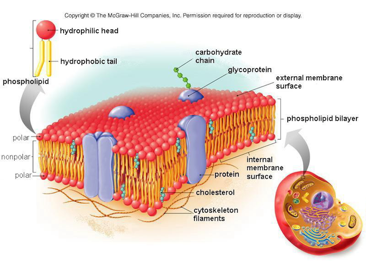 plasma membrane pro or eu